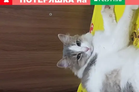 Найдена молодая кошечка в Волжском, Волгоградская область