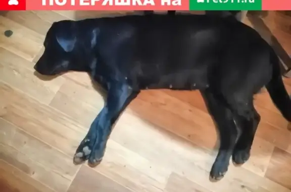 Найдена домашняя собака на Ярославском шоссе.