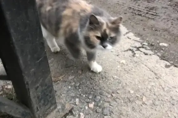 Найдена домашняя кошка на ул. Академика Волгина