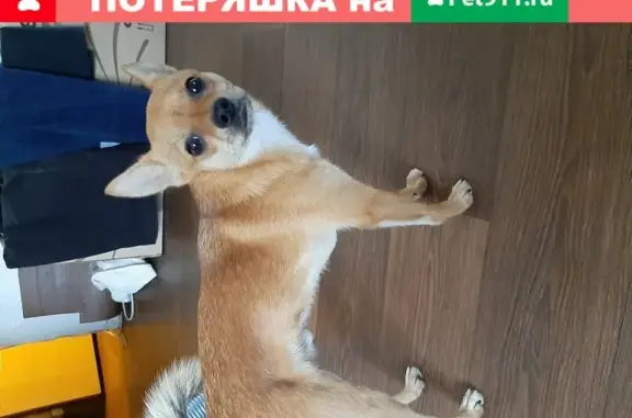 Собака Кабель найдена в Комсомольске-на-Амуре.
