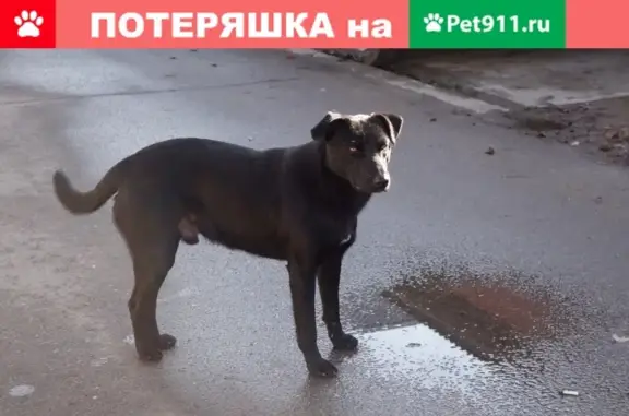 Найдена черная собака с белой грудкой в Терпигорьево, Московская область