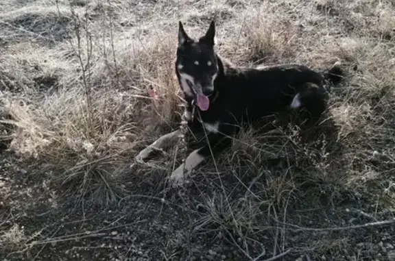 Найдена собака в Нагаево, ищем хозяина