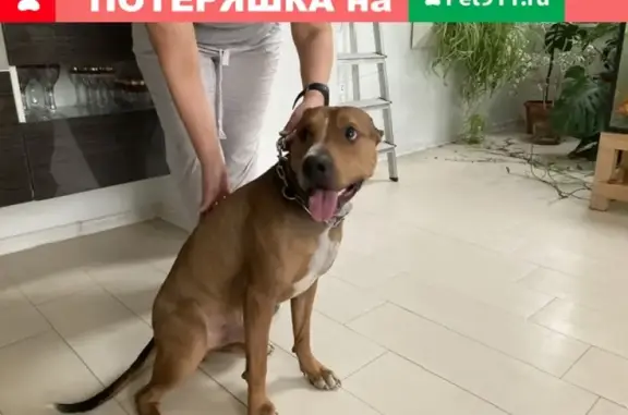 Собака рыжего цвета найдена в Твери