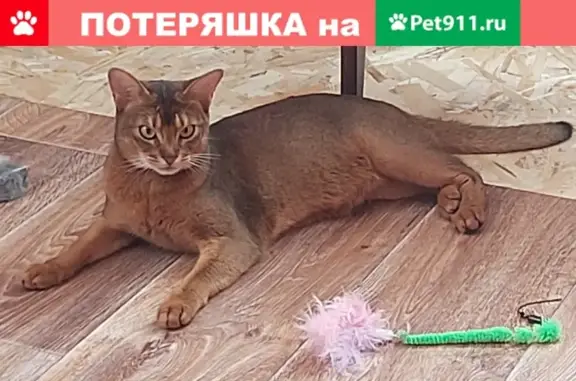 Пропал кот Сеня в СНТ 