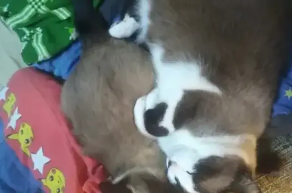 Кошки потеряшки, Саранск, фото: Потеряшка кошка на улице Студенческая, Саранск, Россия (5)