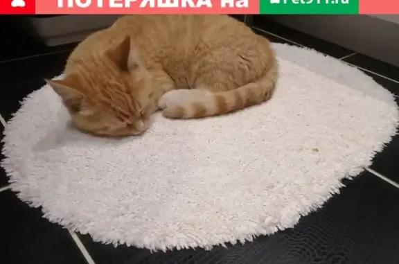 Найдена кошка на Матвеевской, 24.