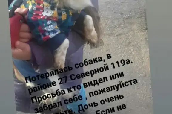 Собаки потеряшки, Омск, фото: Потеряшка собака Кекс на 27-й Северной в Омске