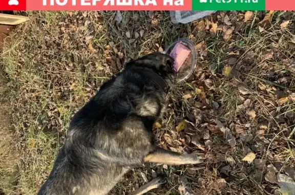 Найдена собака в Захарово, ищет дом