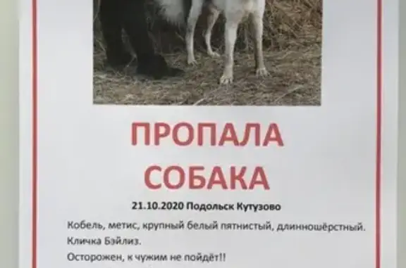 Пропала собака, Подольск, Сосновая улица 2к2