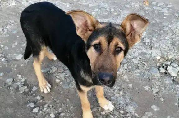 Найдена крупная собака в Навле около Сбербанка