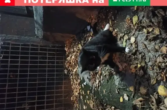 Кошка найдена на улице Народного Ополчения в Москве