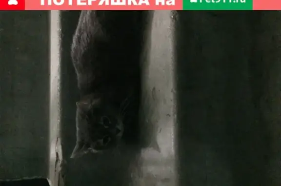 Найдена кошка в Ивановской области, село Ново-Талицы
