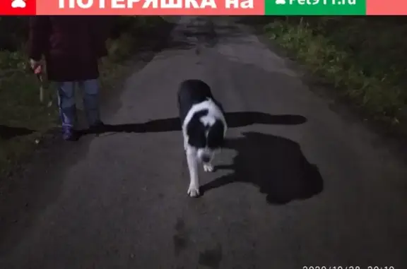 Собака Алабай найдена в Лесном Жаворонковском, Московская обл.