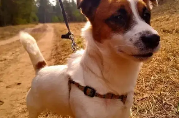 Собаки потеряшки, Тверь, фото: Потеряшка собака с клеймом в п.Рамешки, Тверская область