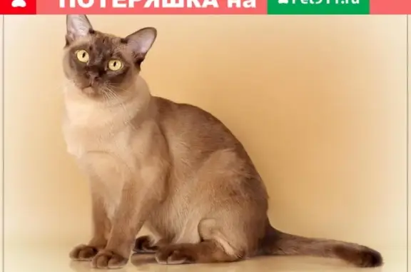 Пропала кошка породы бурма, вознаграждение 30000, Жаворонки, Московская область