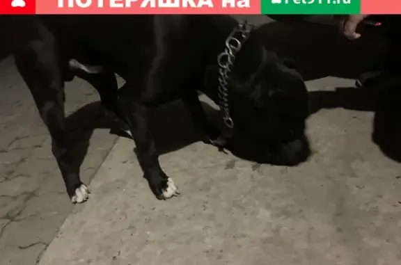 Найдена собака Потеряшка на ул. Серова!