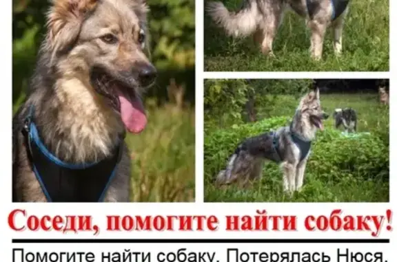 Пропала собака в районе Востряковского пр-да, Москва