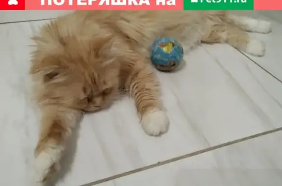 Найдена кошка Метис персидской на проезде Одоевского, 11к3.