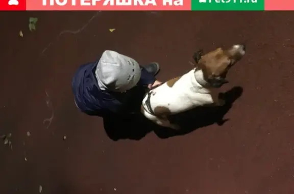 Пропала собака на ул. Артюхиной, Москва
