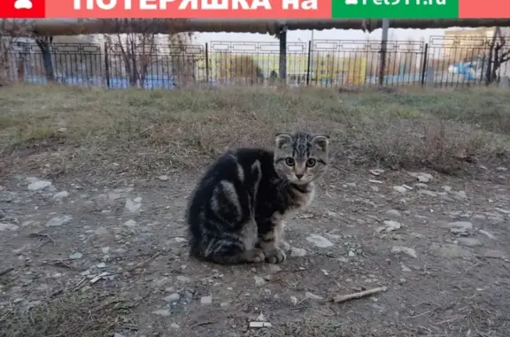 Найдена кошка в Ленинском районе Саратова