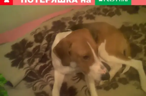 Пропала собака в с. Мариинск, Ревда: русская пегая гончая, черно-пегий окрас