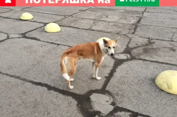 Собака найдена на Волжской улице в Красноярске.