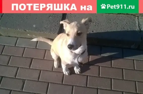 Найдена собака на ул. Циалковского, дома 18-22, Рязань