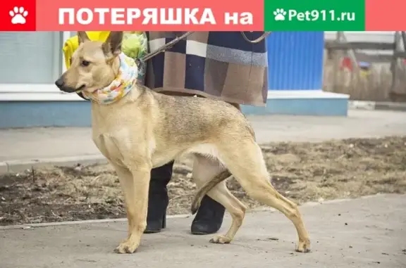 Пропала собака в Москве, помогите найти! 🐶