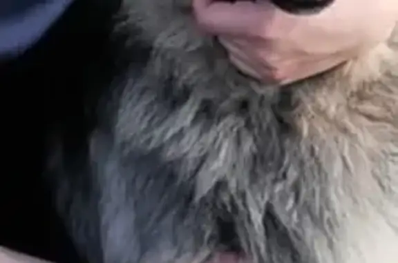 Собаки потеряшки, Москва, фото: Потеряшка собака в Можайском городском округе