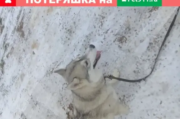 Собака найдена в Эльмаше, Екатеринбург