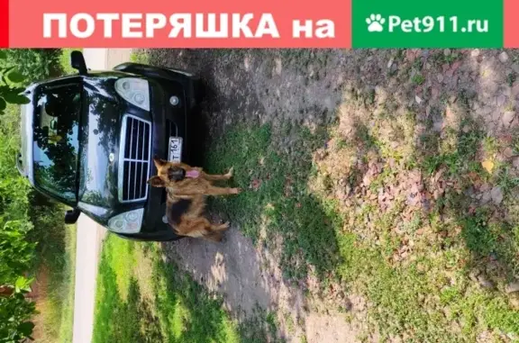 Собака Немецкая овчарка, 1,5 года, Егорлыкская.