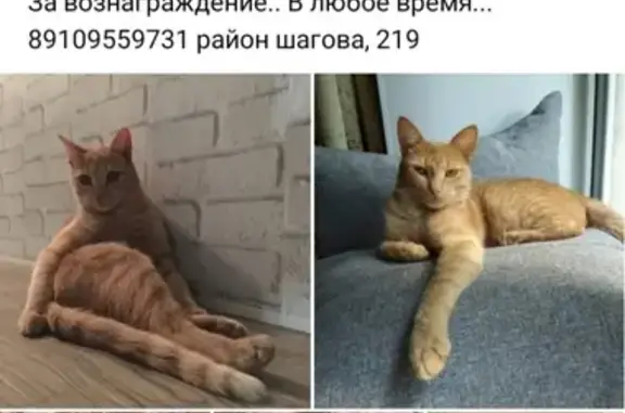 Пропала кошка Персей, ул. Шагова 219, Кострома