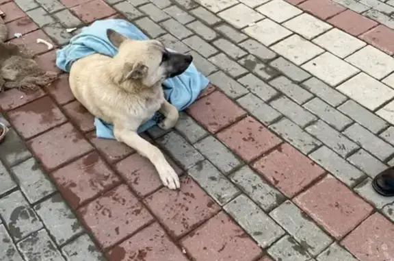 Найден хромой пёс на Лучистой улице