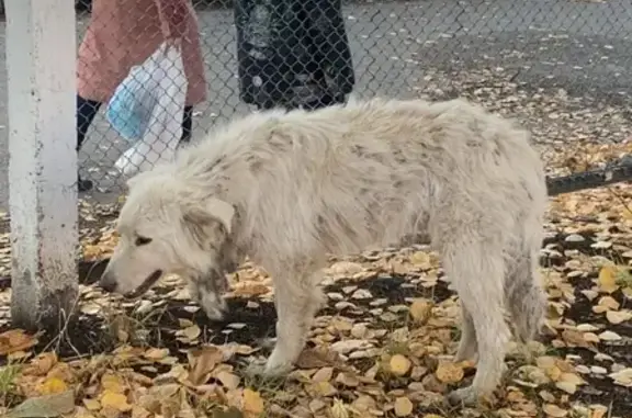 Найдена собака в Дальнем Арбеково, Пенза