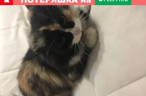 Найдена ласковая кошка на Первомайской, 68
