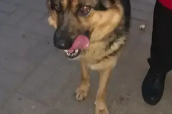 Найдена собака на улице Беляева в Смоленске