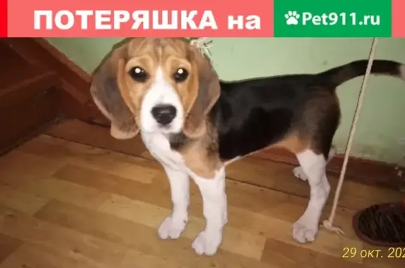 Собака Бигль найдена в Ставрополе с ошейником