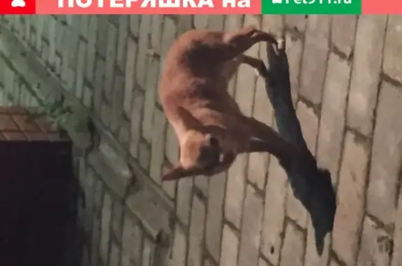 Найден щенок в Талицах, без ошейника