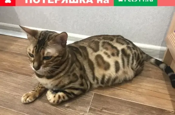 Пропала кошка Тина в Волгограде на ул. Таращанцев.