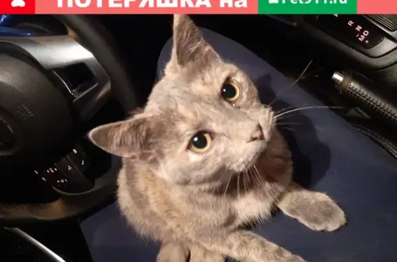 Найдена ласковая кошка в Пензе на ул. Кураева, 1А