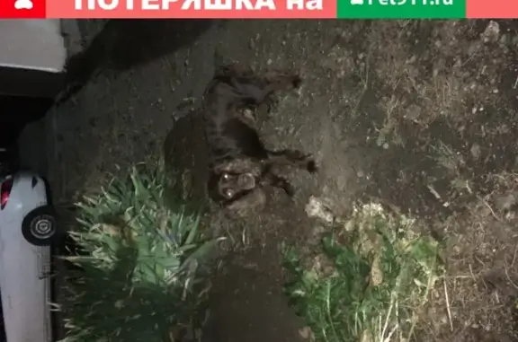 Собака Спаниель найдена в Ростове-на-Дону.