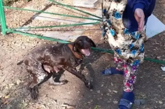 Собака Дратхаар или куцхаар найдена с щенками в Батайске, Россия.