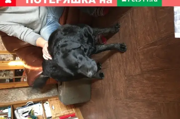 Собака Лабрадор с клеймом в Истре, МО