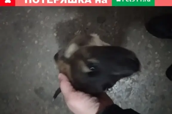Найдена собака в подъезде на ул. Маршала Чуйкова, д.52, Казань