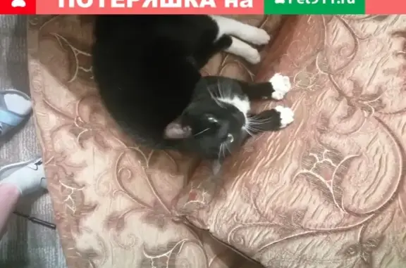 Найдена кошка Котик на Новорижском шоссе, ищет дом