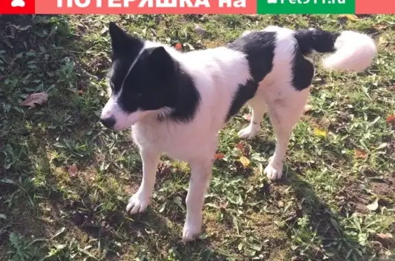 Потерянный пёс найден в деревне Верея