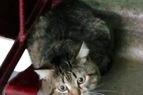 Найдена кошка на ул. Саянская, 2 этаж