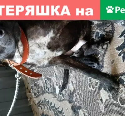 Найден щенок стаффорда на пр. Баклановском и Галины Петровой, Ростовская обл.