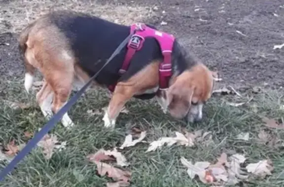Пропала собака Бигль на ул. Поклонная, видели в Парке Победы