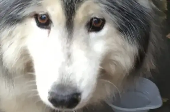 Найдена потерянная собака в Москве на Зарайской улице
